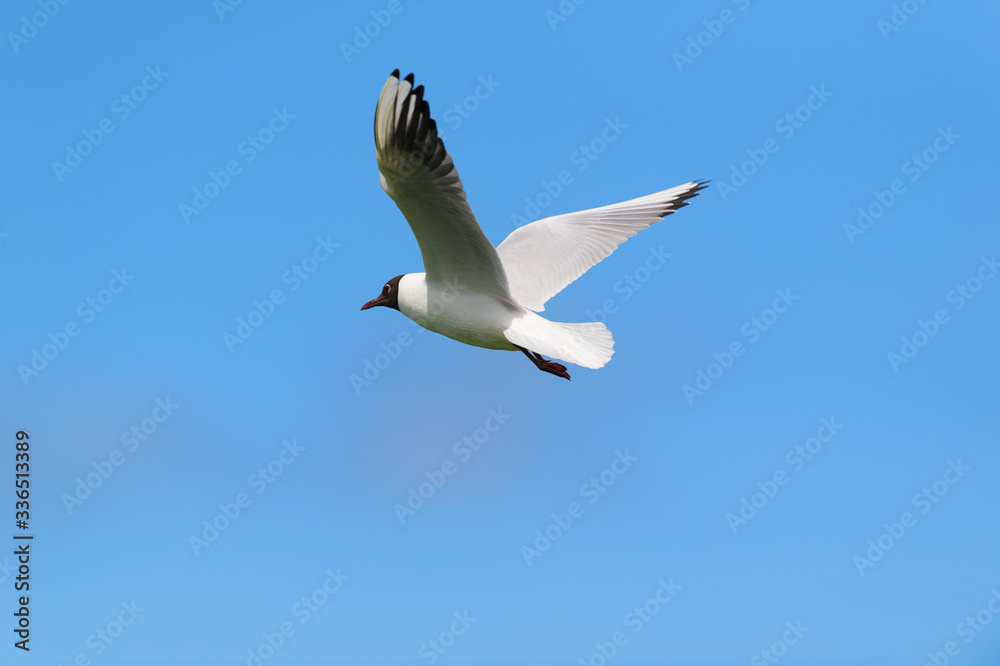 Flying Black-headed gull Flying Black-headed gull