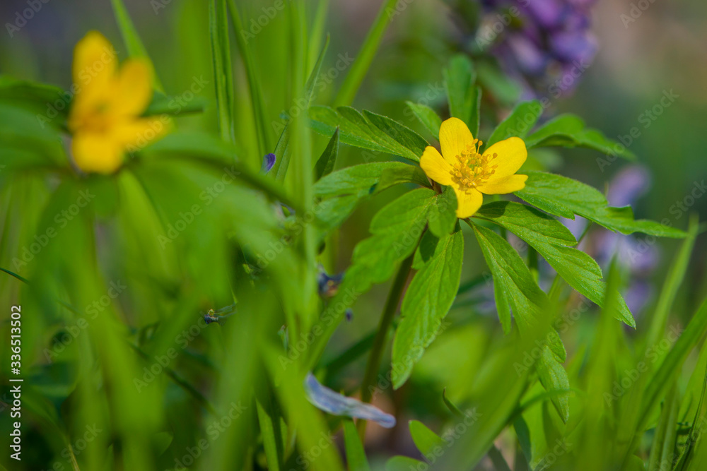 yellow spring flower in green grass
yellow spring flower in green grass