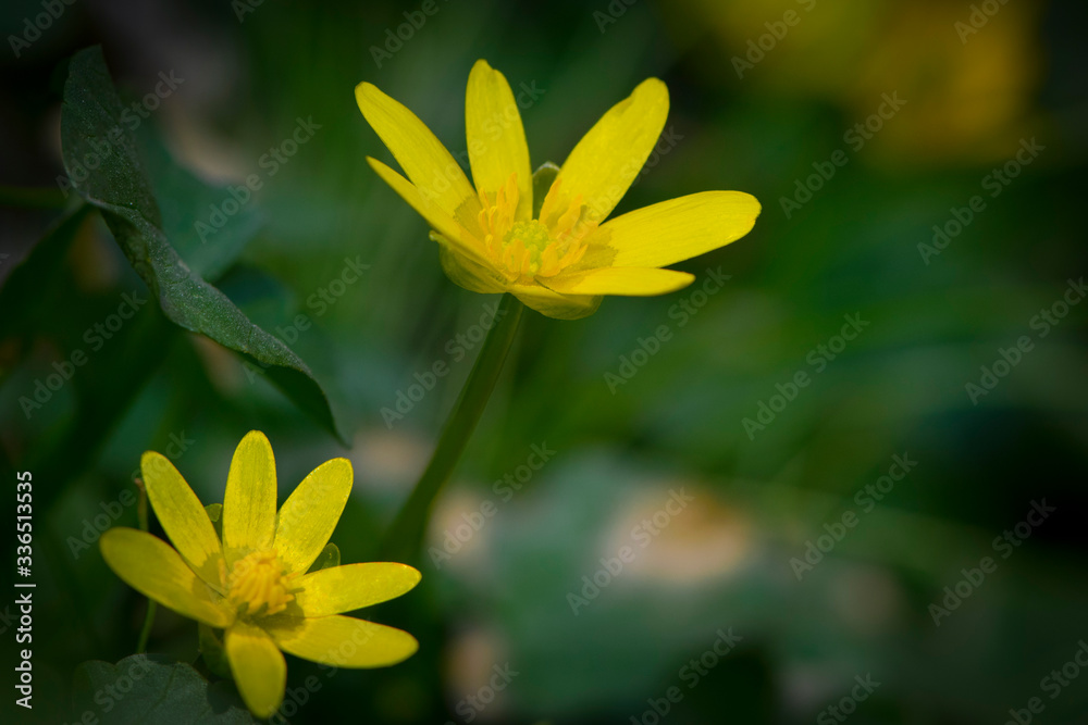 yellow spring flower in green grass
yellow spring flower in green grass