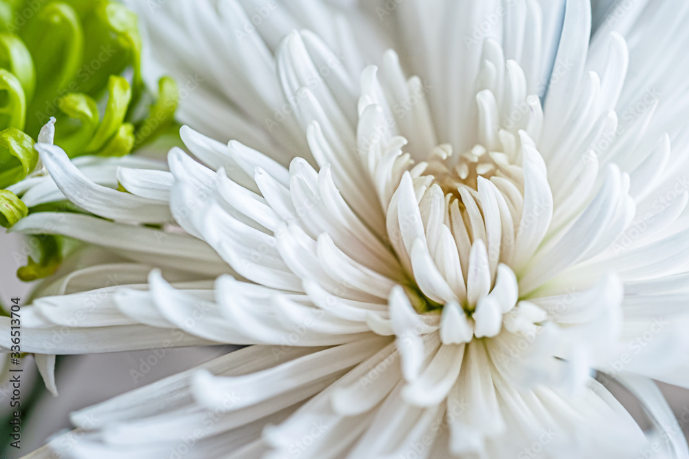floral background of wet white chrysanthemums close up floral background of wet white chrysanthemums close up