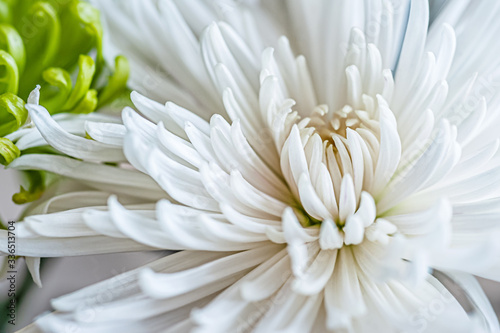 floral background of wet white chrysanthemums close up © Mariia