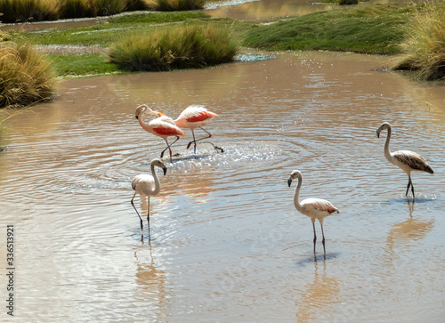 Group of Pink Andean flamingos near San Pedro de Atacama, Atacama Desert, Chile. 