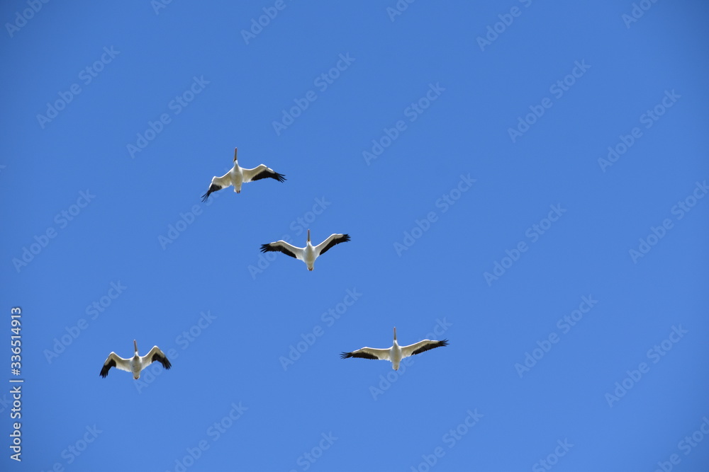 pelicans in flying V