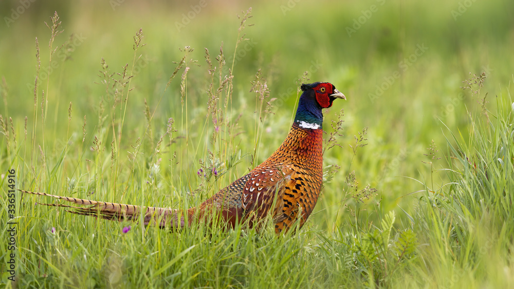 Undisturbed common pheasant, phasianus colchicus, walking along the steppe in the summertime. Hungry ring-necked bird with colorful feathers feeding himself on the meadow. Wild animal in open space.