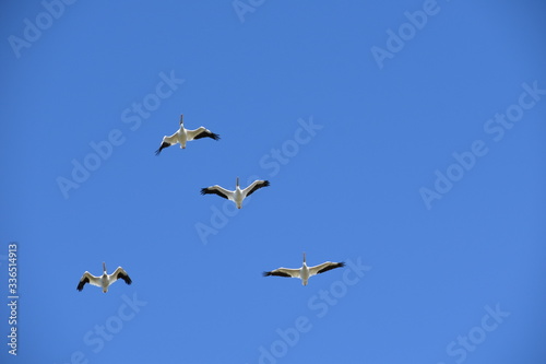 pelicans in flying V