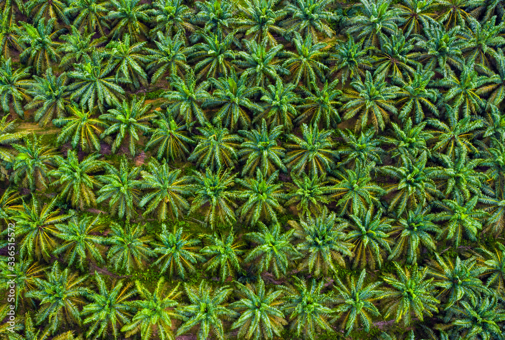 Aerial view of oil palm tree plantation in Malaysia. Aerial view of oil palm tree plantation in Malaysia.