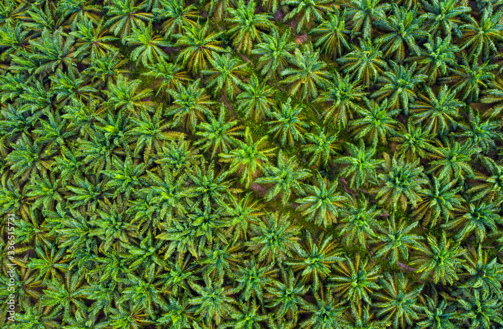 Aerial view of oil palm tree plantation in Malaysia. 