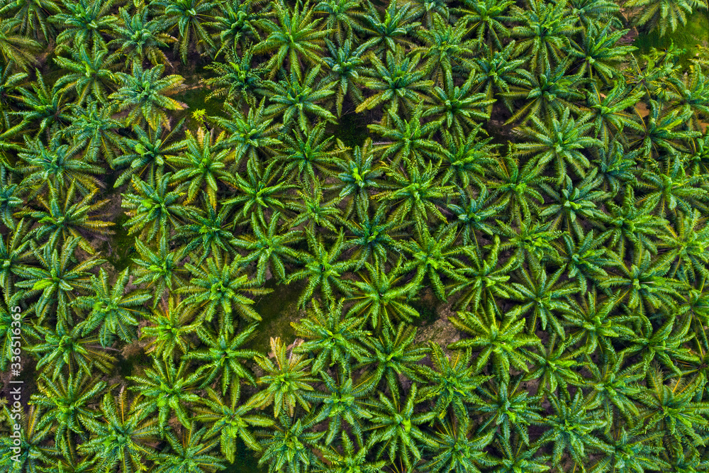 Aerial view of oil palm tree plantation in Malaysia. Aerial view of oil palm tree plantation in Malaysia.