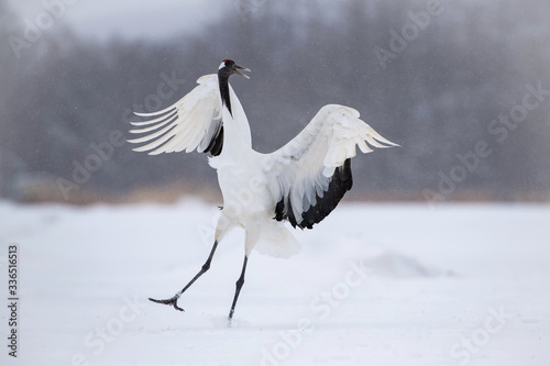 The Red-crowned crane, Grus japonensis The crane is dancing in beautiful artick winter environment Japan Hokkaido Wildlife scene from Asia nature. .. photo