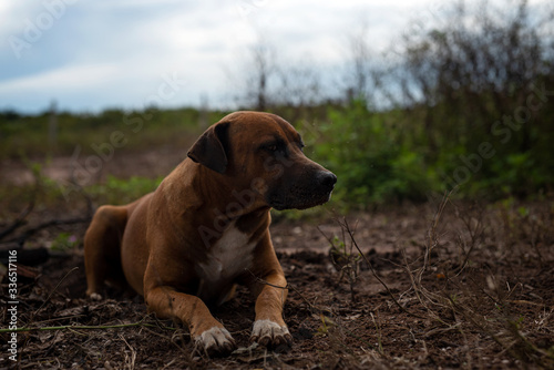 dog lying down