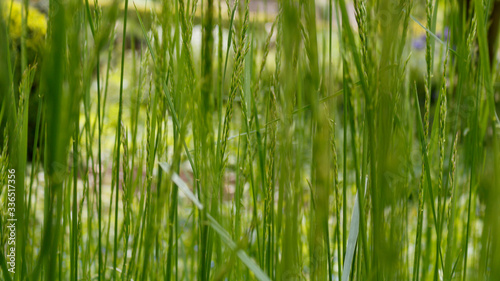 green grass background  full frame and selective focus