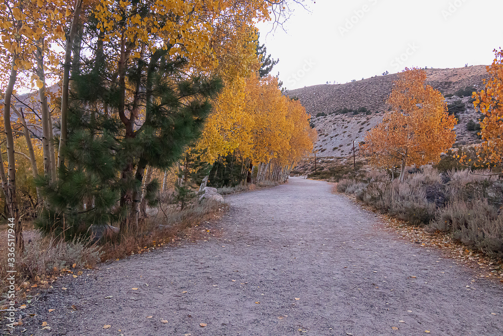 Fototapeta premium road with autumn leaves and aspens through mountains