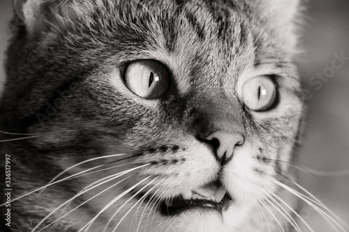 black and white portrait of a tabby cat with a focused look and an open mouth