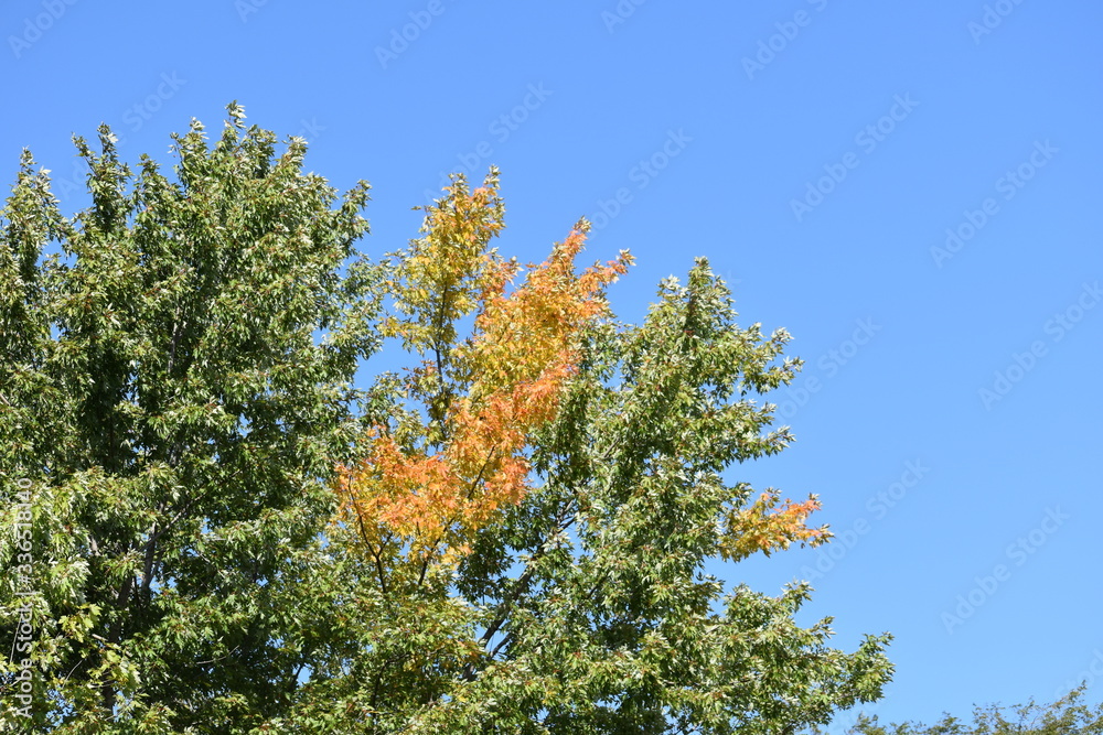 orange leaves against blue sky orange leaves against blue sky