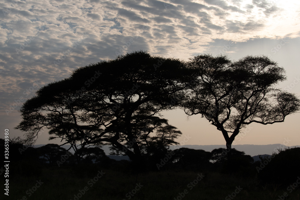 silhouette of an acacia tree after sunset