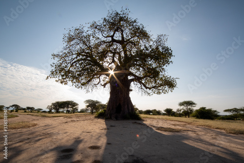 African Baobab tree with the star sun
