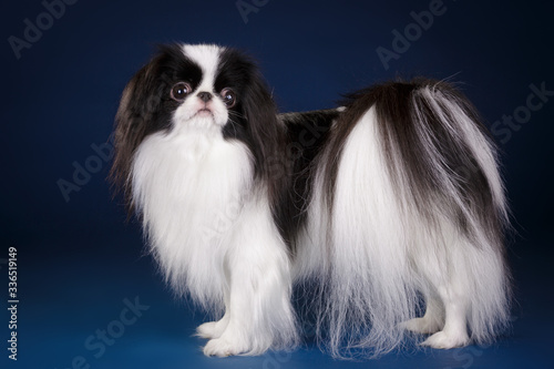 Canvastavla japanese chin little decorative dog studio photo