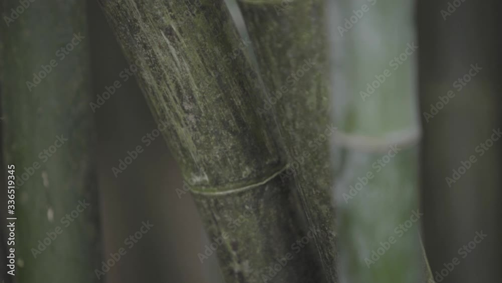 Close up shot of bamboo forest with focus moving from fr to near Close up shot of bamboo forest with focus moving from fr to near