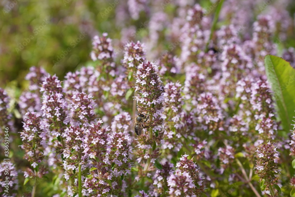 field of lavender field of lavender