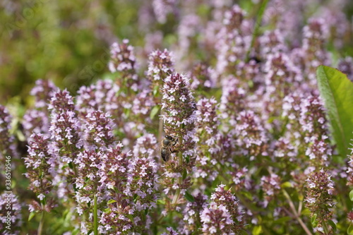 field of lavender