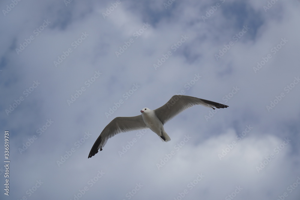 Obraz premium seagull in flight