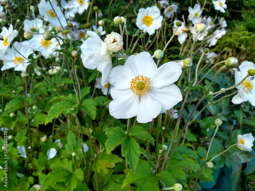 Anemone x hybrida 'Honorine Jobert' Anemone x hybrida 'Honorine Jobert'