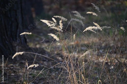 dry grass in the wind