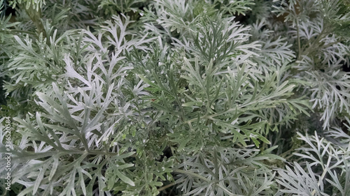 фотографія Artemisia 'Powis Castle'