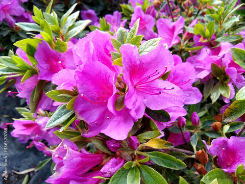 Azalea 'Chelsoni'