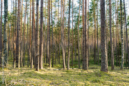 Beautiful clean pine forest with green moss. Spring clear evening with blue sky and clouds. Nature background