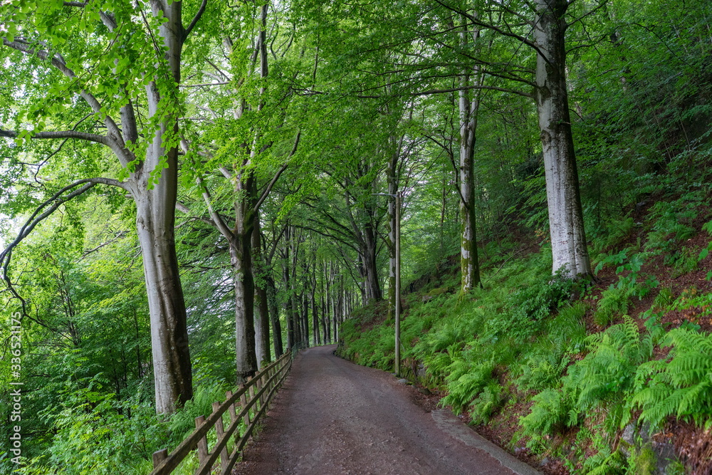 Fototapeta premium Niesamowity widok na krajobraz przyrody północnego lasu skandynawskiego we mgle