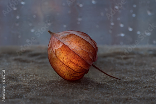 Winter cherry physalis near the window with raindrops on it