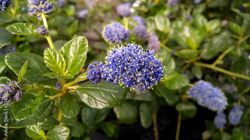 Fotografija Ceanothus griseus 'Yankee Point'