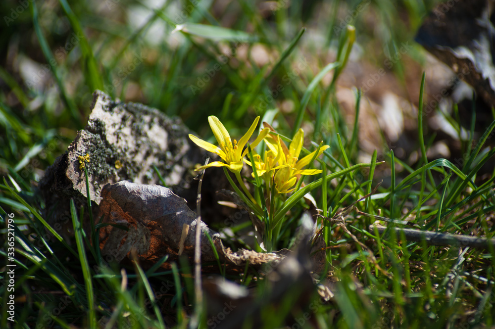 Obraz premium The first yellow flowers in the spring forest