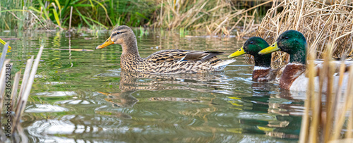 Tela Close up water level view of male female mallard duck on lake