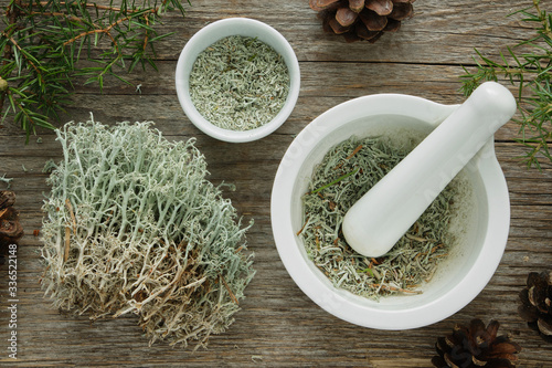 Healthy natural medicines of moss, lichen and juniper. Herbal medicine. photo