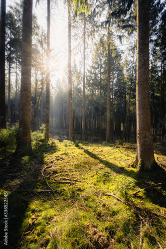 Waldlandschaft im Teutoburger Wald im Frühling, Warburg, Deutschland