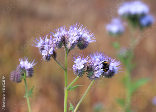 Bees and bumblebees pollinate phacelia flowers. purple phacelia flower with bees and bumblebees