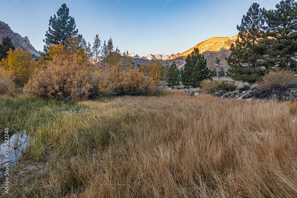 grassy bank of shoreline with colorful aspen and pine