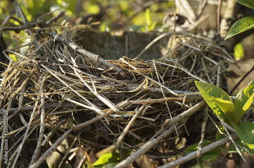 Bird's nest in a spring forest on a tree, a cozy bird house.