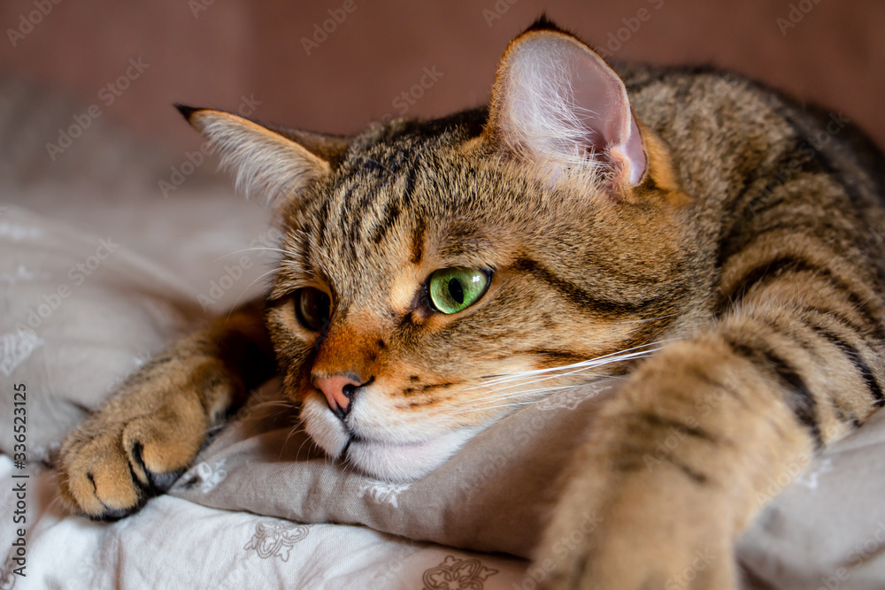 tired tabby kitten with sad eyes resting on a large bed tired tabby kitten with sad eyes resting on a large bed