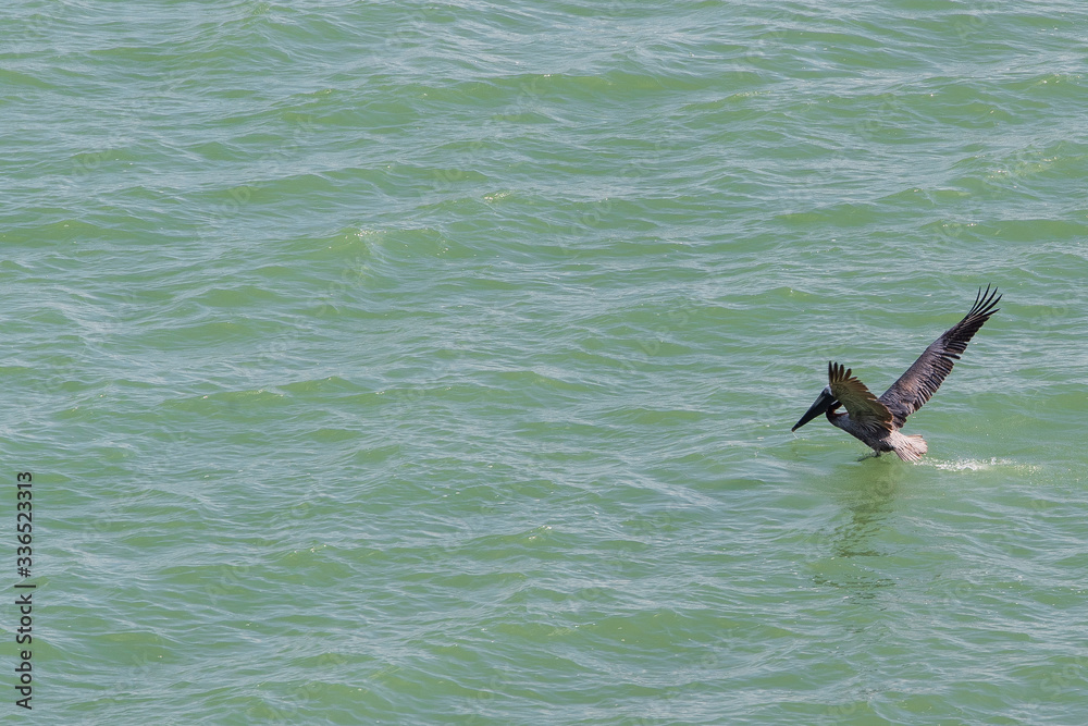 bird PELICAN PAJARO AGUA..