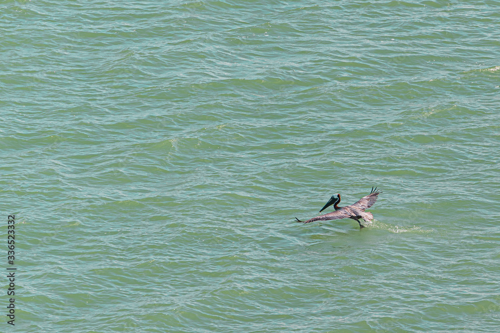 bird PELICAN PAJARO AGUA..