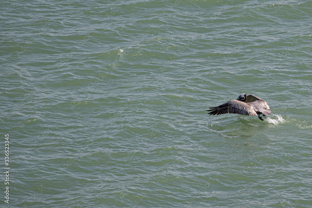 bird PELICAN PAJARO AGUA..