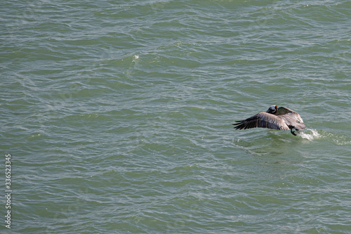 Obraz na płótnie bird PELICAN PAJARO AGUA.. w salonie