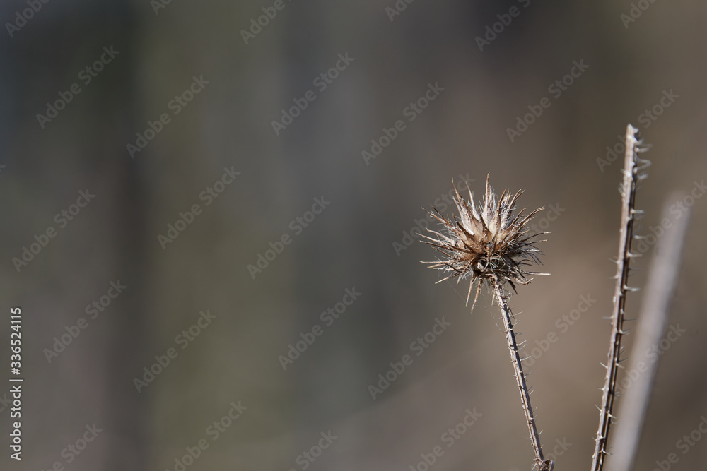 A dry Echinops (Asteraceae) in harsh light on a brown blurred background with copy space