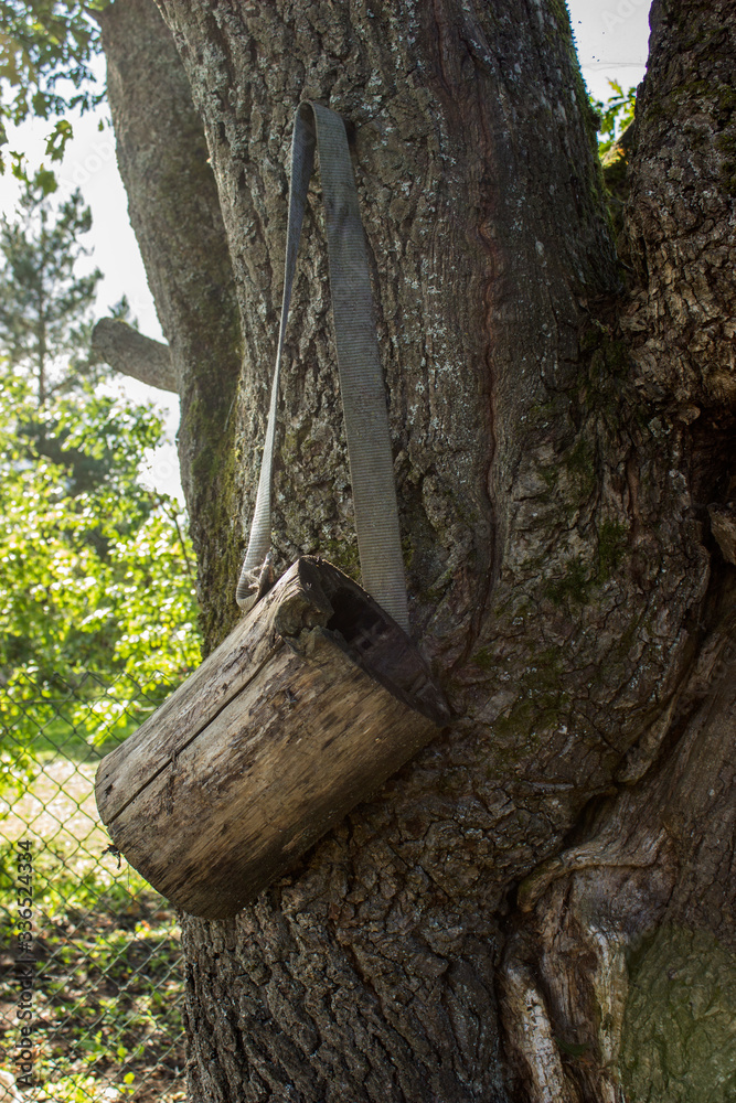 Obraz premium On an oak tree is a forgotten old wooden container for collection or storage.