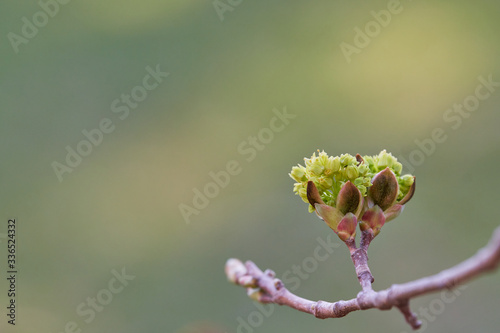 Linden (Tilia tomentosa) blossoms backlit on a pastel background with copy space