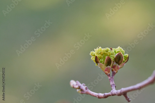 Linden (Tilia tomentosa) blossoms backlit on a pastel background with copy space photo