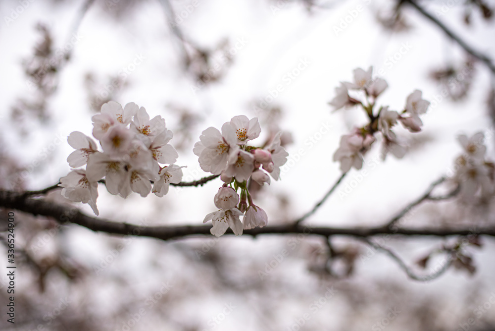 桜 桜